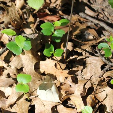 Buckthorn seedlings planted in a circle around a flag