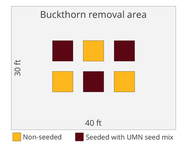 Experiment design graphic showing 30 by 40 foot buckthorn removal area and small plots where 3 will be seeded and 3 will be non-seeded