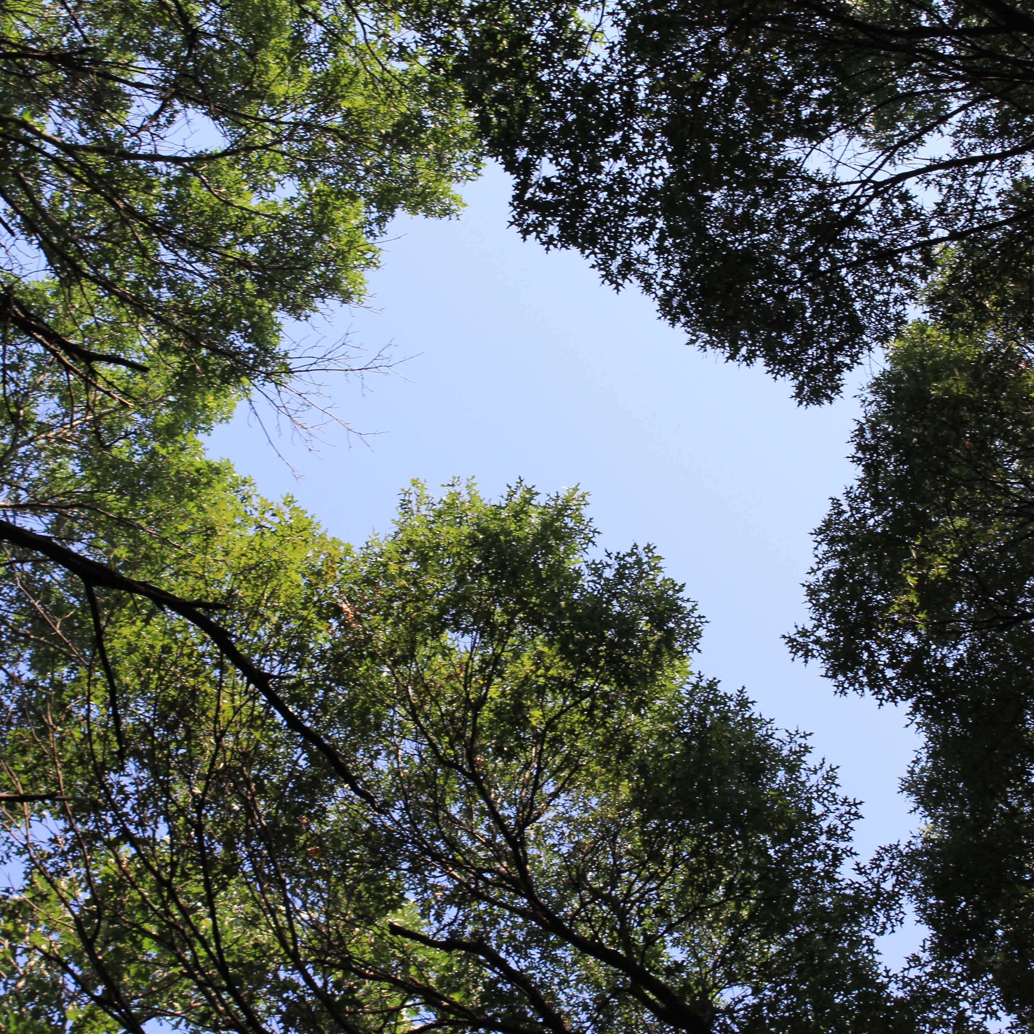 View of forest canopy from below