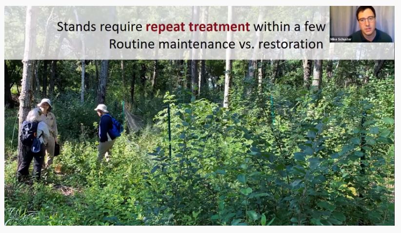 Some native shrubs can mitigate phenological advantages of invasive buckthorn