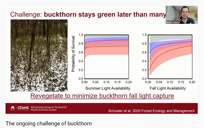 The ongoing challenge of buckthorn