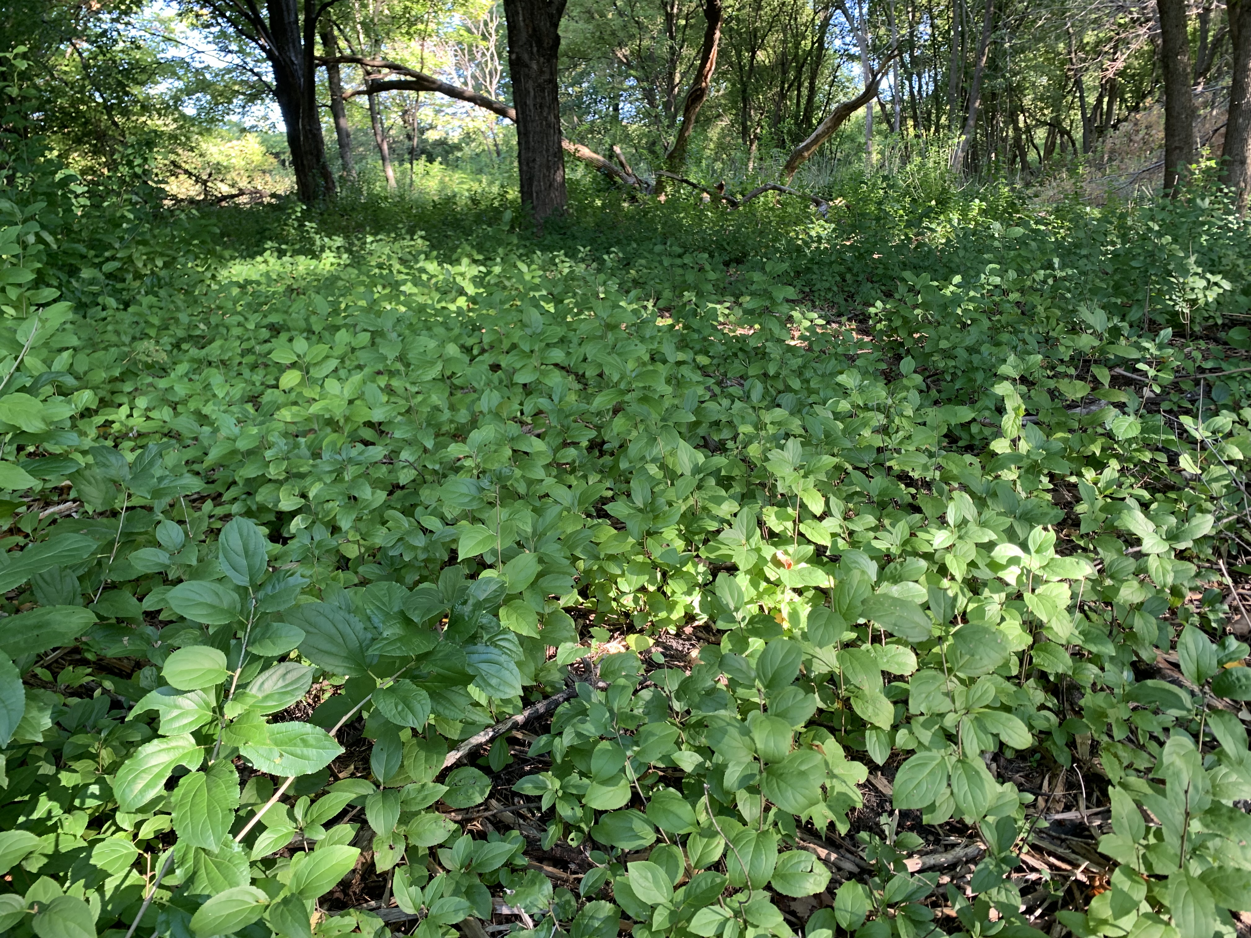 Image of a forest floor covered with young buckthorn plants