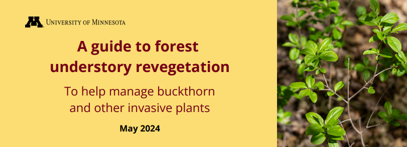 Title of article, reading, "A guide to forest understory revegetation: To help manage buckthorn and other invasive plants. May 2024." To the right, an image of buckthorn plants