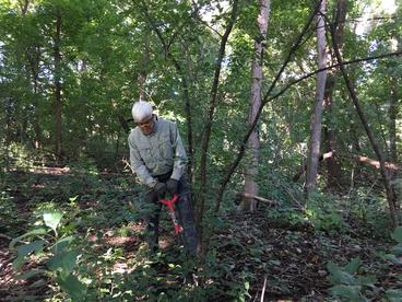 Removing buckthorn from forested area